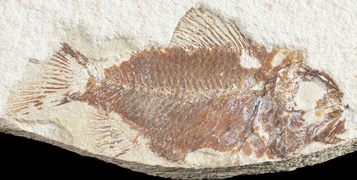 Cretaceous Fossil Fish (Ctenothrissa) - Lebanon #53923